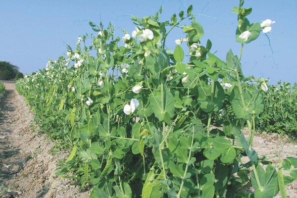 荷兰豆开花不结豆的原因，施肥不当或光照不足均会导致