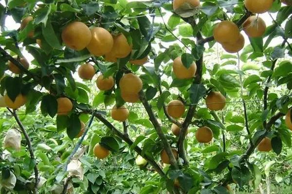 梨树春季施肥时间，在3-5月份施肥