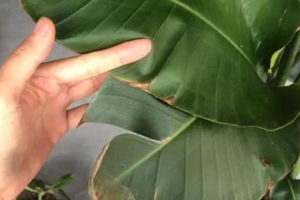 天堂鸟叶子卷曲干枯需要剪掉吗,会消耗营养应及时剪掉