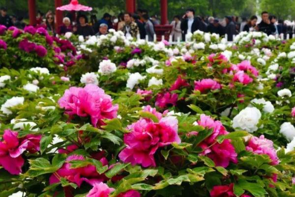 洛阳牡丹什么时候开,每年的4-5月份开花