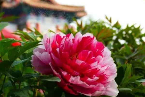 洛阳牡丹什么时候开,每年的4-5月份开花