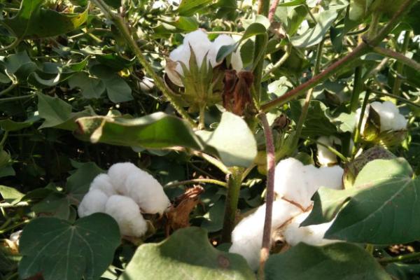 谷雨前后适合种什么农作物,可以种花生、棉花、西红柿等