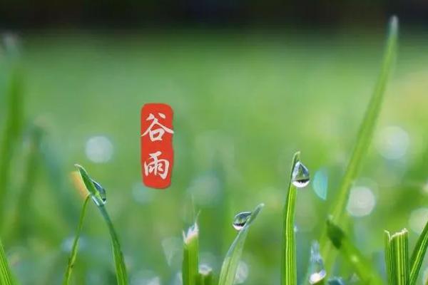 谷雨前后适合种什么农作物,可以种花生、棉花、西红柿等