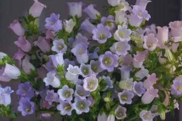 风铃花是多年生还是一年生，是多年生宿根草本植物