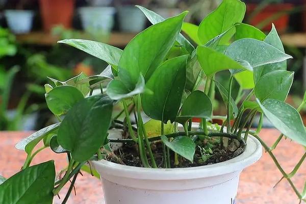 绿萝的特点，四季常青且生命力强