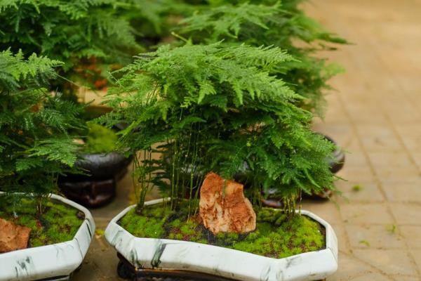 文竹怎么养,要放在有散光照射的通风位置养护