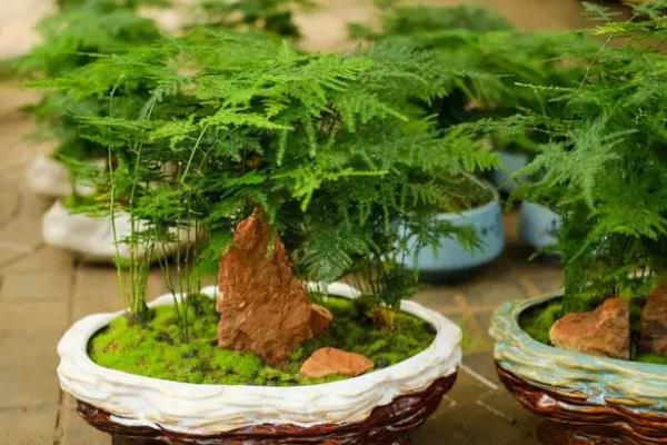 文竹怎么养,要放在有散光照射的通风位置养护
