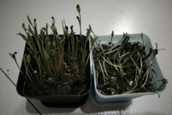 满天星发芽后倒了怎么办,需给予适当的散光和控制浇水量等