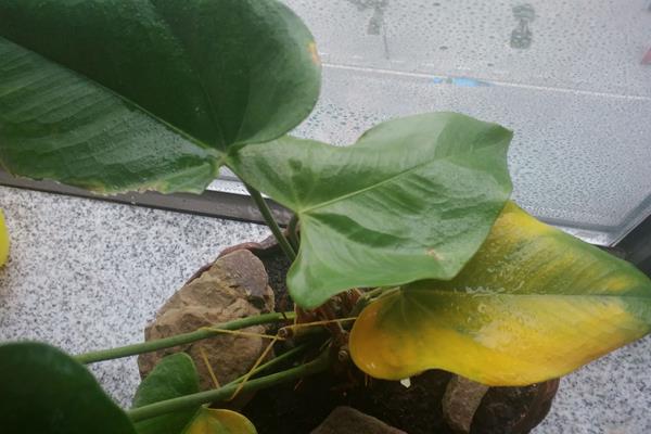花卉的叶子发黄怎么办,需及时补水、补光和施肥等