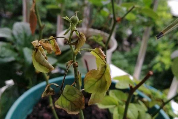 花卉的叶子发黄怎么办,需及时补水、补光和施肥等