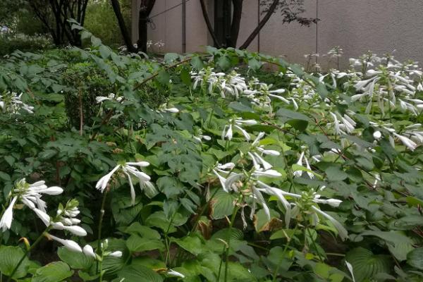 玉簪花冬天会不会枯萎,不是常绿植物在冬天会枯萎