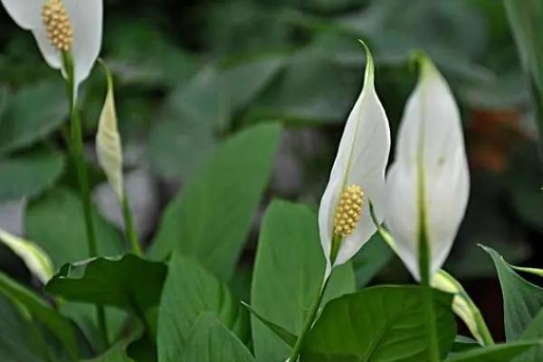 白鹤芋的养殖方法,盆土要保持湿润