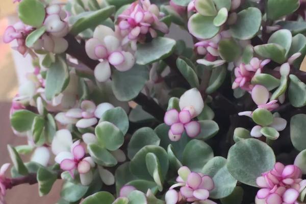 碧玉的花语,寓意公平公正、信仰等