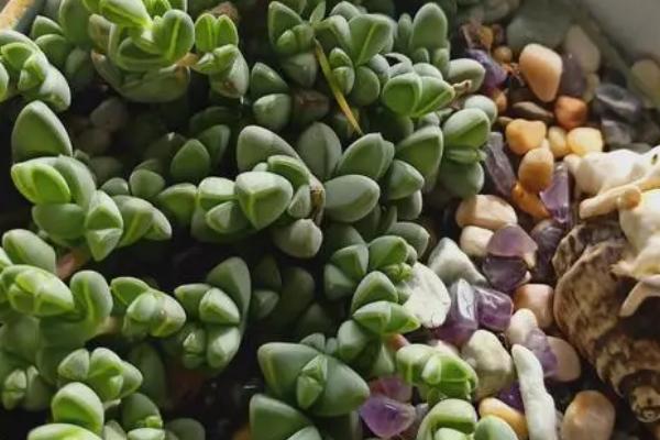 碧玉的花语,寓意公平公正、信仰等