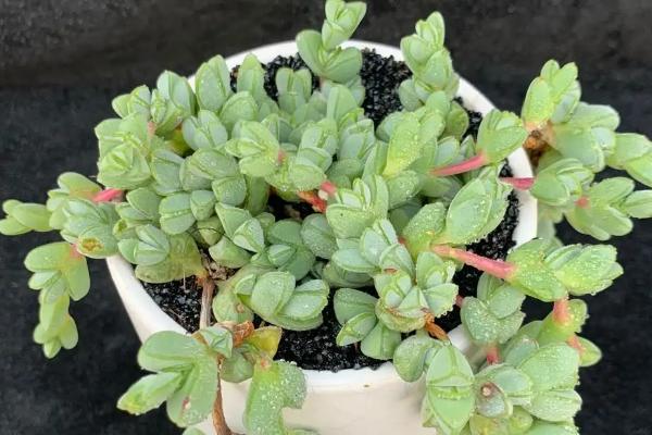 碧玉的花语,寓意公平公正、信仰等