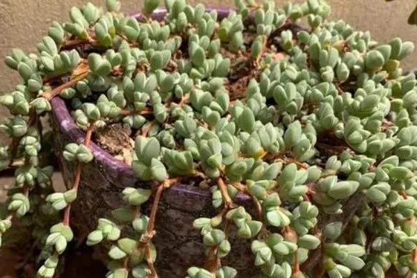 碧玉的花语,寓意公平公正、信仰等
