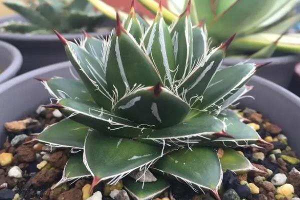 怎么养龙舌兰花,将其放在散射光充足的地方种植