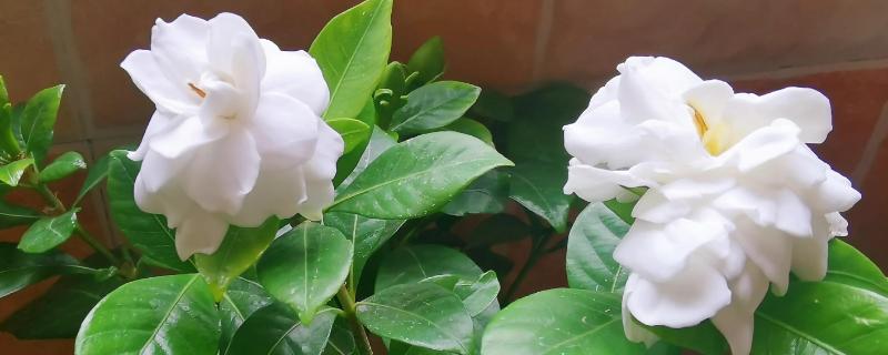 栀子花叶子黄了的原因,可能是缺少营养或花土不适等