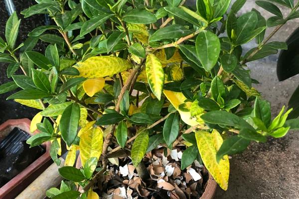 栀子花叶子黄了的原因,可能是缺少营养或花土不适等