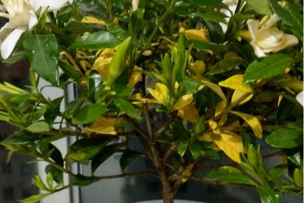 栀子花叶子黄了的原因,可能是缺少营养或花土不适等