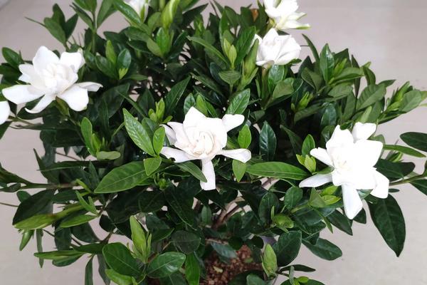 栀子花叶子黄了的原因,可能是缺少营养或花土不适等