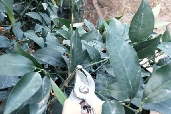 10月份能修剪柑橘树吗,可以修剪过密的枝条