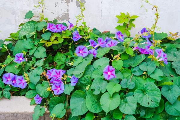 牵牛花长太高如何处理，要找准原因综合处理