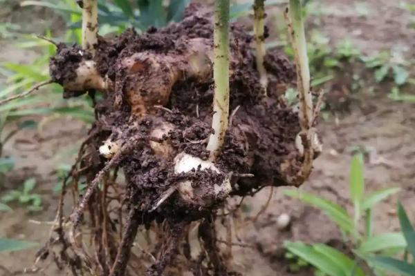 怎么种植老虎姜，生长期间每隔2个月要除1次草