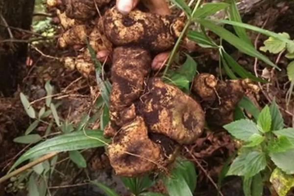 怎么种植老虎姜，生长期间每隔2个月要除1次草