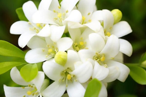 九里香的香味,花香十分浓郁