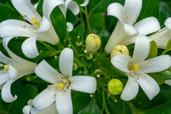 九里香的香味,花香十分浓郁