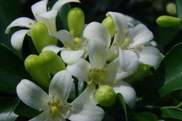 九里香的香味,花香十分浓郁