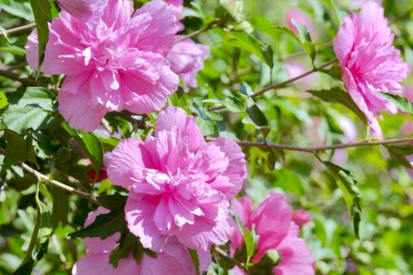 古代木槿花的雅称,雅称为里梅花、朝开暮落花
