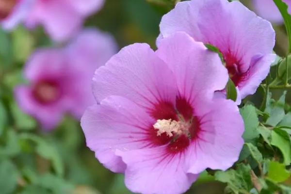 古代木槿花的雅称,雅称为里梅花、朝开暮落花