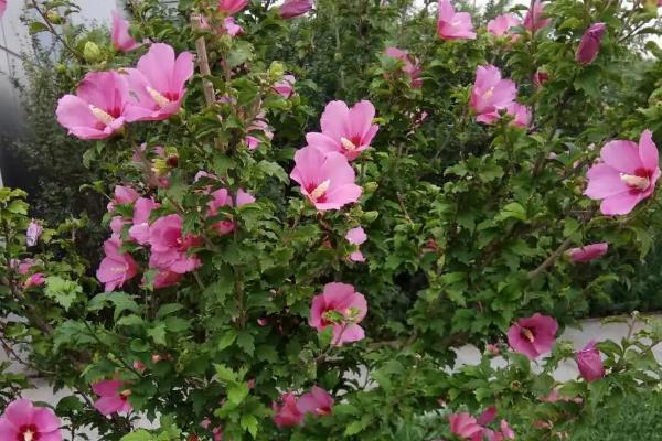 古代木槿花的雅称,雅称为里梅花、朝开暮落花