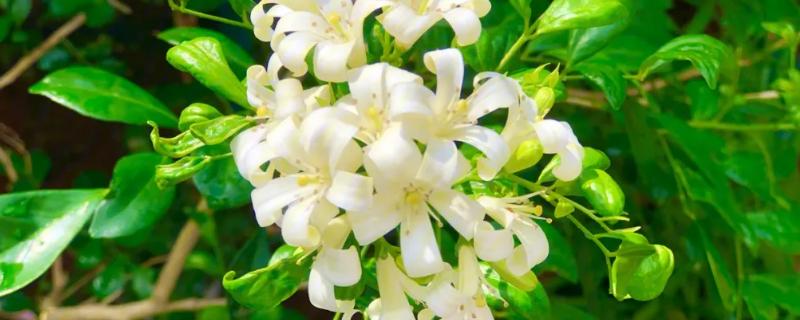 九里香花期如何养护,每半个月施肥一次