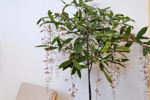 垂丝茉莉能耐寒多少度,能耐10℃的低温