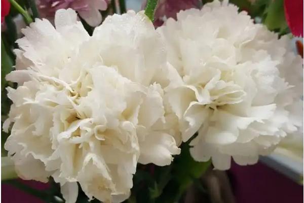 康乃馨的花语,不同颜色的花语不同
