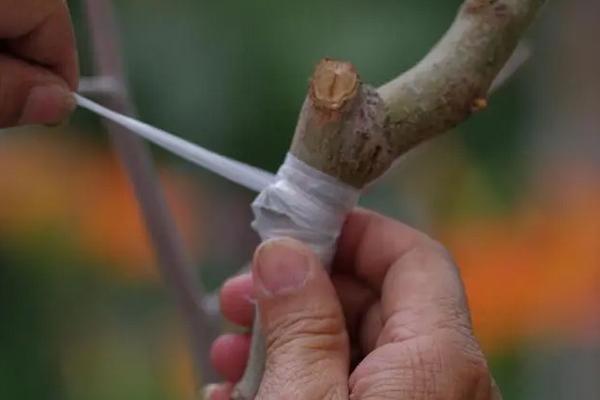 嫁接的意思,是一种繁殖、改良品种的方式