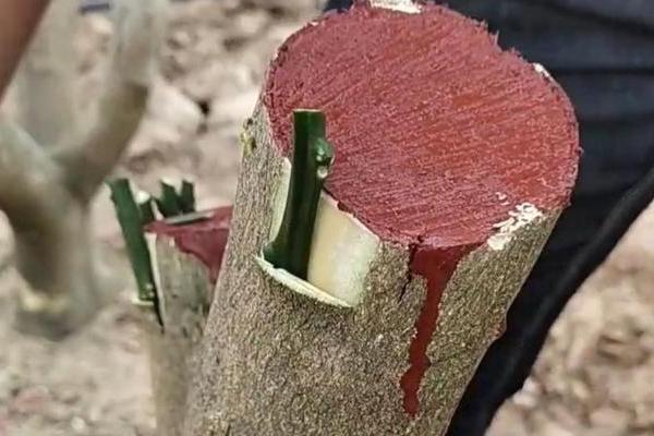 嫁接的意思,是一种繁殖、改良品种的方式