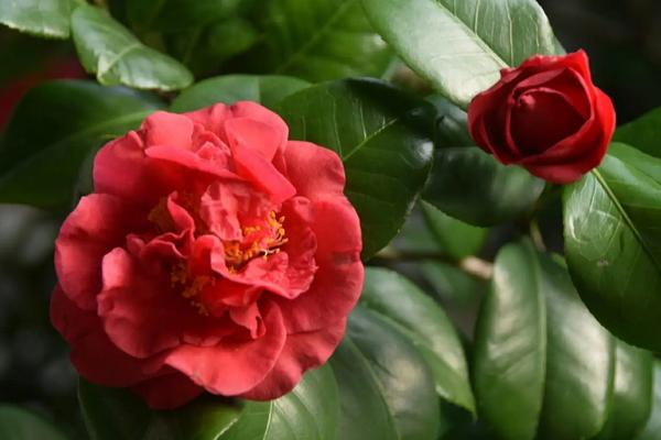 山茶花的寓意,寓意谨慎孤傲、纯洁无邪等