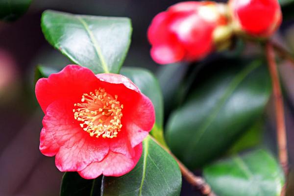 山茶花的寓意,寓意谨慎孤傲、纯洁无邪等