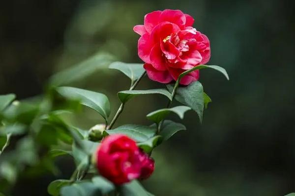 山茶花的寓意,寓意谨慎孤傲、纯洁无邪等