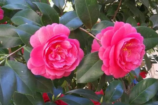 山茶花的寓意,寓意谨慎孤傲、纯洁无邪等