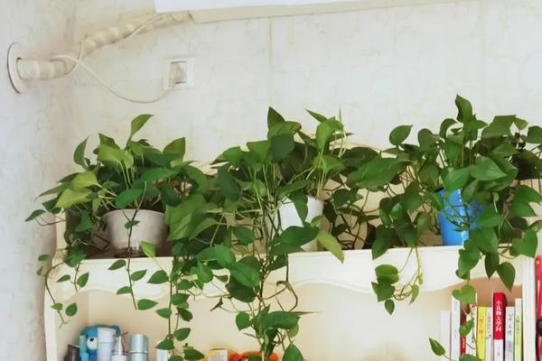 卧室能不能养绿萝,可以在卧室养但晚上尽量将其移出
