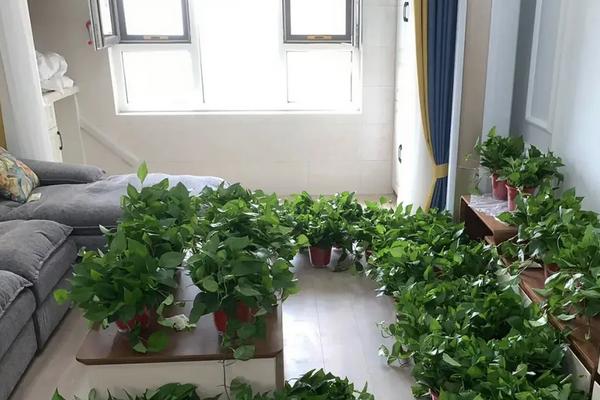 卧室能不能养绿萝,可以在卧室养但晚上尽量将其移出