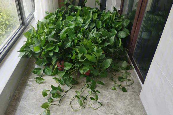 卧室能不能养绿萝,可以在卧室养但晚上尽量将其移出