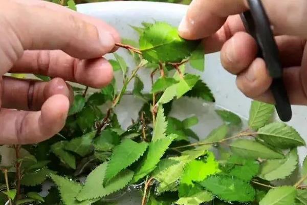 樱花的种植方法,一般选择扦插种植