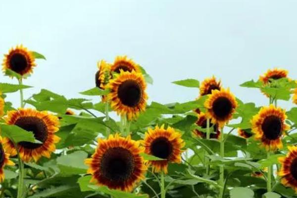 向日葵和康乃馨花束的寓意,寓意着温暖、尊敬、无私等