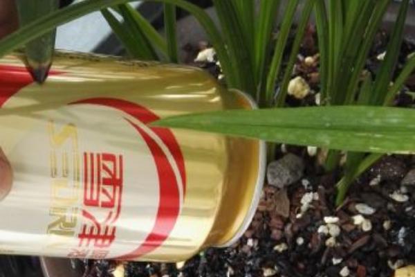 兰花可不可以浇啤酒,啤酒中的二氧化碳适合兰花生长